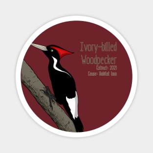 Extinct Species: Ivory-billed Woodpecker - UPDATED Magnet
